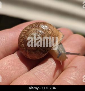 Spanische Schnecke (Otala punctata) Mollusca Stockfoto