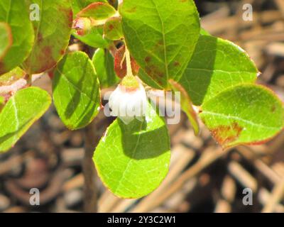 Zwerghuckleberry (Gaylussacia dumosa) Plantae Stockfoto