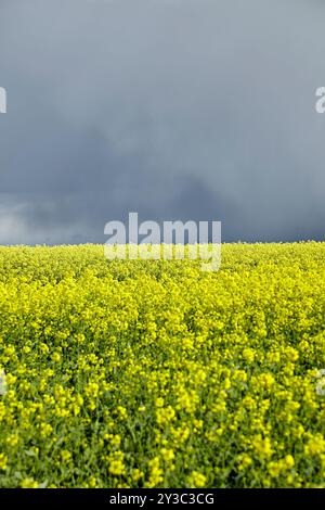 Ein atemberaubendes Bild eines lebhaften gelben Rapsfeldes unter einem dramatischen, stürmischen dunklen Himmel, das natürliche Schönheit und Kontrast zeigt. Stockfoto