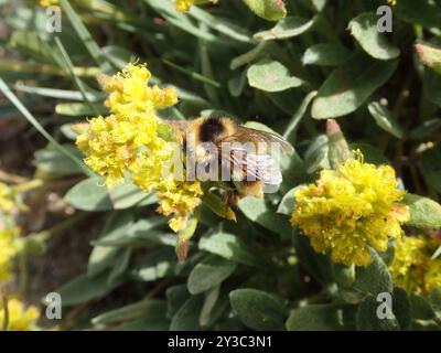 Zweiförmiger Hummelbienenkomplex (Bombus bifarius) Insecta Stockfoto