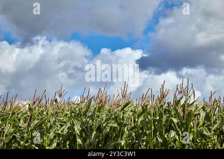 Ein malerischer Blick auf ein üppiges grünes Maisfeld unter einem bewölkten Himmel mit lebhaften Farben an einem sonnigen Tag. Stockfoto