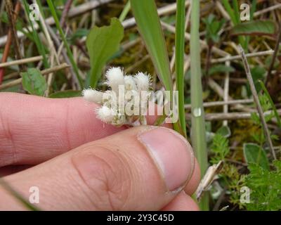 Feldpussytoes (Antennaria neglecta) Plantae Stockfoto