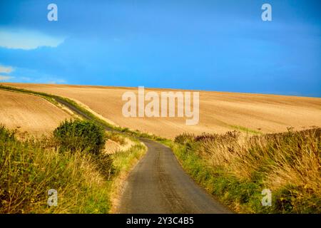 Eine ruhige Landstraße schlängelt sich durch goldene Felder mit einem leuchtend blauen Himmel darüber und fängt die Ruhe der Landschaft ein. Stockfoto