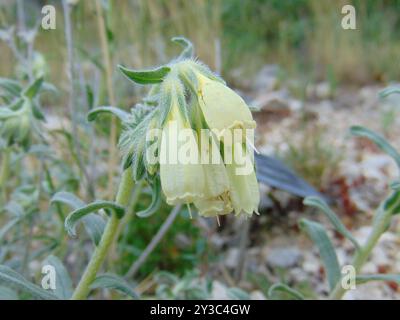 Haarige Goldene Tropfenplantae (Onosma echioides) Stockfoto