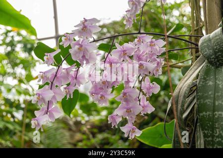 Zürich, Schweiz, 9. März 2024 Phalaenopsis Schilleriana Pflanze im Botanischen Garten Stockfoto