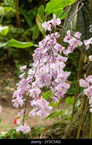 Zürich, Schweiz, 9. März 2024 Phalaenopsis Schilleriana Pflanze im Botanischen Garten Stockfoto