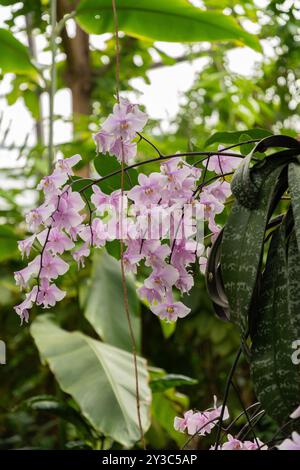 Zürich, Schweiz, 9. März 2024 Phalaenopsis Schilleriana Pflanze im Botanischen Garten Stockfoto