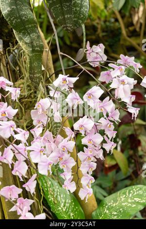 Zürich, Schweiz, 9. März 2024 Phalaenopsis Schilleriana Pflanze im Botanischen Garten Stockfoto