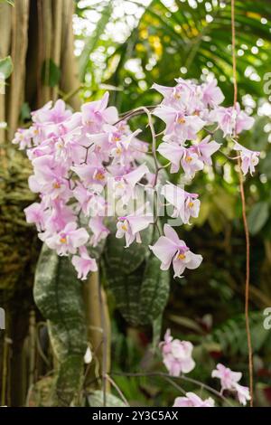 Zürich, Schweiz, 9. März 2024 Phalaenopsis Schilleriana Pflanze im Botanischen Garten Stockfoto