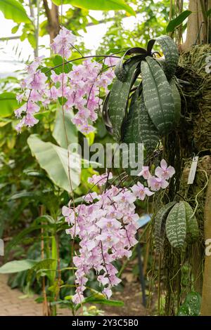 Zürich, Schweiz, 9. März 2024 Phalaenopsis Schilleriana Pflanze im Botanischen Garten Stockfoto