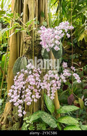 Zürich, Schweiz, 9. März 2024 Phalaenopsis Schilleriana Pflanze im Botanischen Garten Stockfoto
