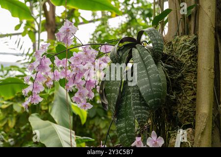 Zürich, Schweiz, 9. März 2024 Phalaenopsis Schilleriana Pflanze im Botanischen Garten Stockfoto