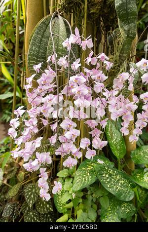 Zürich, Schweiz, 9. März 2024 Phalaenopsis Schilleriana Pflanze im Botanischen Garten Stockfoto