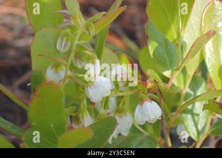 Zwerghuckleberry (Gaylussacia dumosa) Plantae Stockfoto