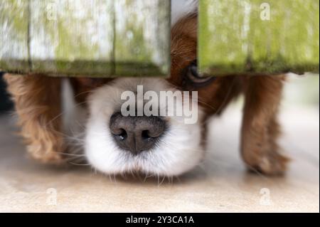 Cavalier King Charles Spaniel (Hund), sieht neugierig unter einem verwitterten grünen Holzzaun aus, die Nase sieht schmutzig aus, weißbraunes Fell, ein Auge dazwischen ist sichtbar Stockfoto