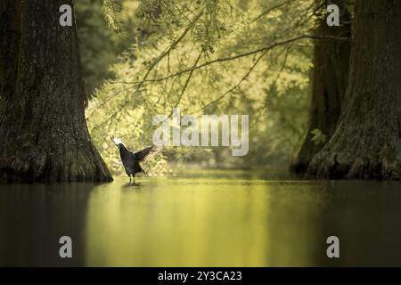 Junger Huhn (Fulica atra), der seine Flügel nach hinten ausdehnt, während er sich vorstellt, Hintergrundbeleuchtung, eingerahmt von Stämmen aus kahlköpfiger Zypresse, Flügel strahlen aus dem Licht, bac Stockfoto