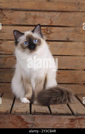 HEILIGE KATZE VON BIRMA, HEILIGE KATZE VON BIRMA, BIRMAN CAT, ERWACHSENE, ROBBENSPITZE, INTERESTEDLY Stockfoto