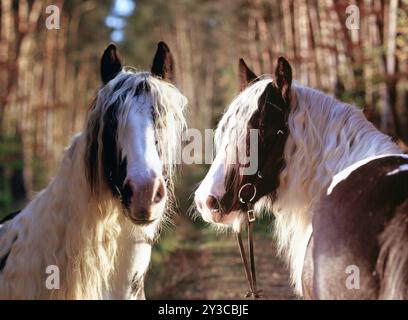 Tinker, Wallach, 5 Jahre alt Stockfoto