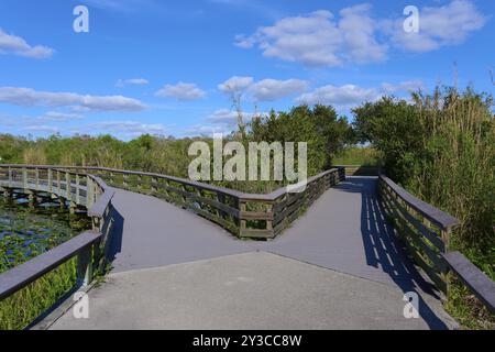 Die Holzbrücke teilt sich vor einem blauen Himmel mit weißen Wolken und umgeben von grünen Pflanzen, Frühling, Anhinga Trail, Everglades National Park, Florida Stockfoto