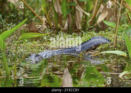 Amerikanischer Alligator (Alligator mississippiensis), im Wasser, Quelle, Shark Valley, Everglades National Park, Florida, USA, Nordamerika Stockfoto