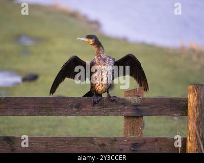 Großer Kormoran (Phalacrocorax carbo), unreif, auf Holzzaun sitzend, seine Flügel trocknend, Insel Texel, Holland Stockfoto