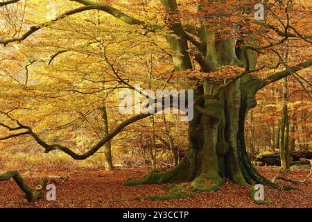 Riesige alte Buche im Hutewald in voller Herbstfarbe, Naturdenkmal, Sababurger Urwald, Reinhardswald, Hessen, Deutschland, Europa Stockfoto