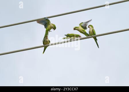 Mönchsittich (Myiopsitta monachus), mehrere Vögel sitzen und fliegen auf Stromleitungen vor blauem Himmel, Pembroke Pines, Florida, USA, North Ameri Stockfoto