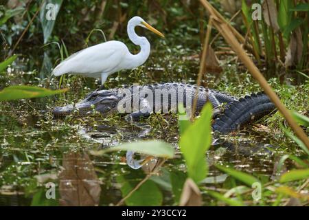 Amerikanischer Alligator (Alligator mississippiensis) und Reiher (Ardea alba) im Wasser, Quelle, Everglades National Park, Florida, USA, Nord-Ameri Stockfoto