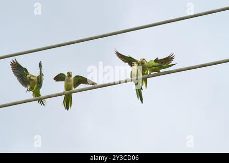 Mönchsittich (Myiopsitta monachus), mehrere Vögel sitzen und fliegen auf Stromleitungen vor blauem Himmel, Pembroke Pines, Florida, USA, North Ameri Stockfoto