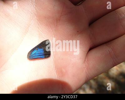 White M Hairstreak (Parrhasius M-Album) Insecta Stockfoto