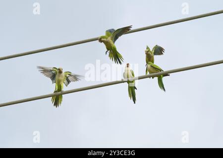 Mönchsittich (Myiopsitta monachus), mehrere Vögel sitzen und fliegen auf Stromleitungen vor blauem Himmel, Pembroke Pines, Florida, USA, North Ameri Stockfoto