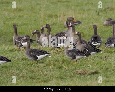 Anser albifrons mehrere Vögel ruhen auf einer Wiese auf der Insel Texel, Holland Stockfoto