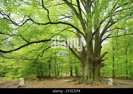 Riesige alte knorrige Buche mit moosbedeckten Wurzeln in einem ehemaligen Hüttenwald, Drillingsbuche, Reinhardswald, Sababurg, Hessen, Deutschland, Europa Stockfoto