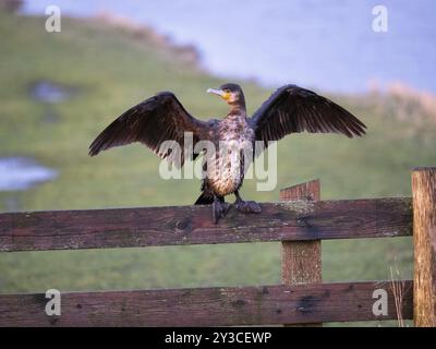 Großer Kormoran (Phalacrocorax carbo), unreif, auf Holzzaun sitzend, seine Flügel trocknend, Insel Texel, Holland Stockfoto