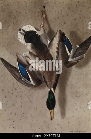 Hängender Mallard, 1834. Stockfoto