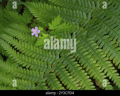 Männlicher Farn (Dryopteris filix-MAS), Einzelwedel mit Holzkranzschnabel (Geranium sylvaticum), der durch ihn wächst. Hessen, Deutschland, Europa Stockfoto