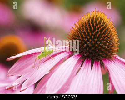 Eine grüne Grashüpfer, die auf dem Blütenblatt einer leuchtenden rosa Echinacea-Blüte in einem Garten thront, weibliche gefleckte Buschgrille (Leptophytes punctatissima), mit Stockfoto