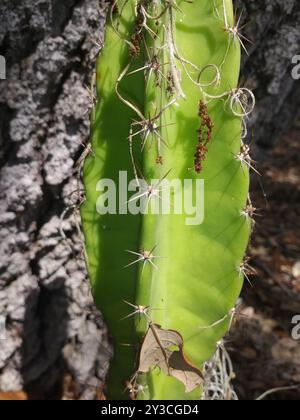 Kugelkakteen, Mondscheinkakteen, Fackelkakteen und Verbündete (Cactoideae) Plantae Stockfoto