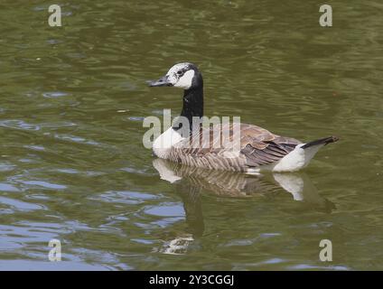 Kanadische Gans (Branta canadensis), mit Leuzismus, in einem Teich, Nordrhein-Westfalen, Deutschland, Europa Stockfoto