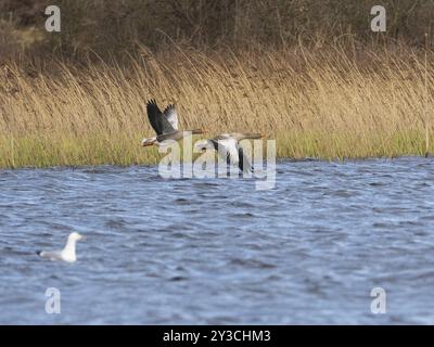 Graugans (Anser anser) zwei Vögel fliegen über den See, Insel Texel, Holland Stockfoto