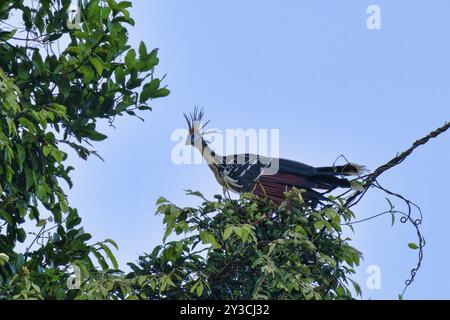 Hoatzin oder Andenkoot (Opisthocomus hoazin) thront auf einem Zweig im tropischen Wald, Alta Floresta, Amazonas, Brasilien, Südamerika Stockfoto