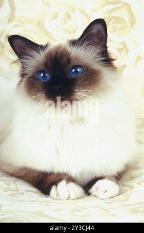 Birman-Katze-Robbenspitze-Weibchen, ein Jahr alt Stockfoto