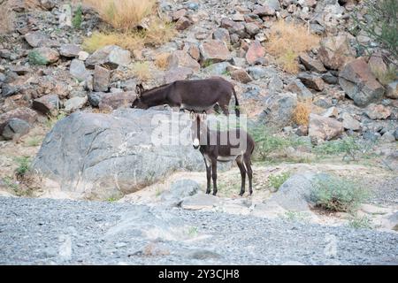 Wilde schwarze Esel, die in einem Wadi des Nahen Ostens entlang eines trockenen Flussverbandes wandern, Wildtiere in ihrer natürlichen Umgebung beobachten Stockfoto