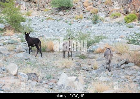 Wilde graue und schwarze Esel, die in einem Wadi des Nahen Ostens entlang eines trockenen Flussverbandes wandern, beobachten Tiere in ihrer natürlichen Umgebung Stockfoto