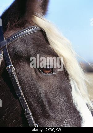 Tinker, Wallach, 5 Jahre alt Stockfoto