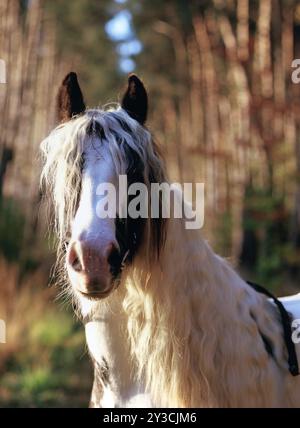 Tinker, Wallach, 5 Jahre alt Stockfoto
