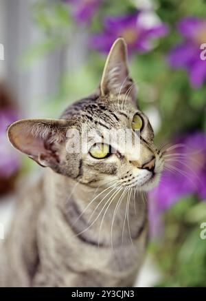 Oriental Kurzhaar, Oriental Kurzhaar, OKH, schwarz, Tabby, gefleckt, Garten, draußen Stockfoto