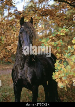 Friesisch, friesisch, schwarz, Pferd, Stute, 6 Jahre alt Stockfoto