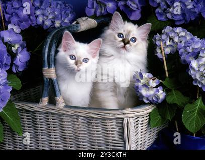 Birmankatze, Kätzchen, Seehunde, Seehunde, 12 Wochen alt Stockfoto