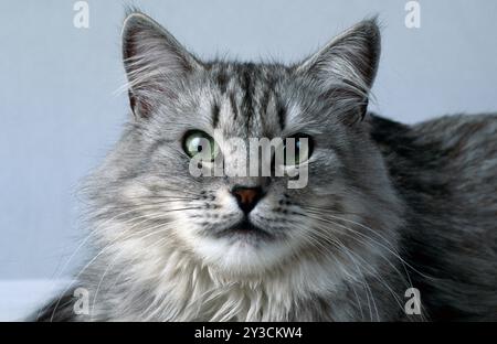 Sibirische Waldkatze, Silber, Silber-Tabby, Silber-Tabby, Weibchen, 3 Jahre Stockfoto